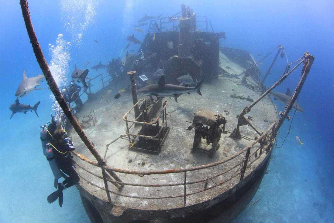 Two Tank Professional Shark Diving in Nassau – photo 3 of 3