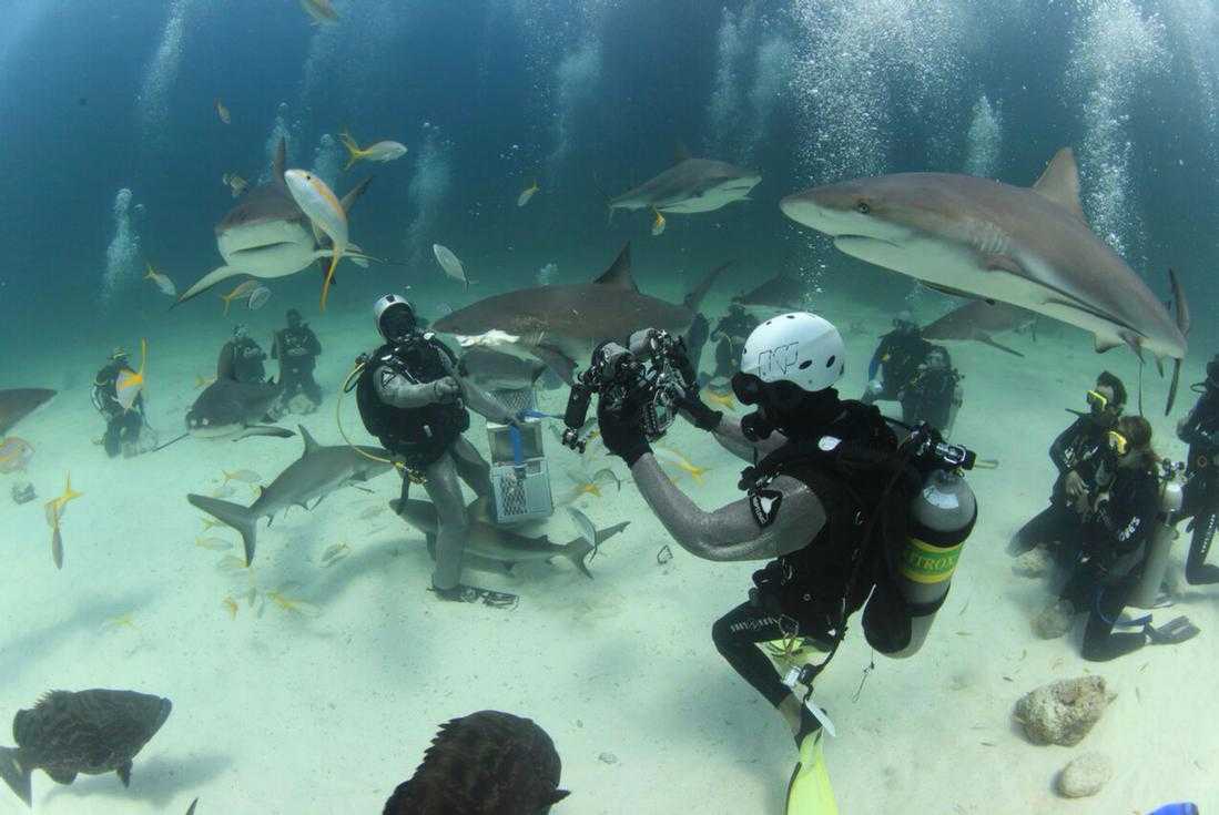 Two Tank Professional Shark Diving in Nassau – photo 1 of 3