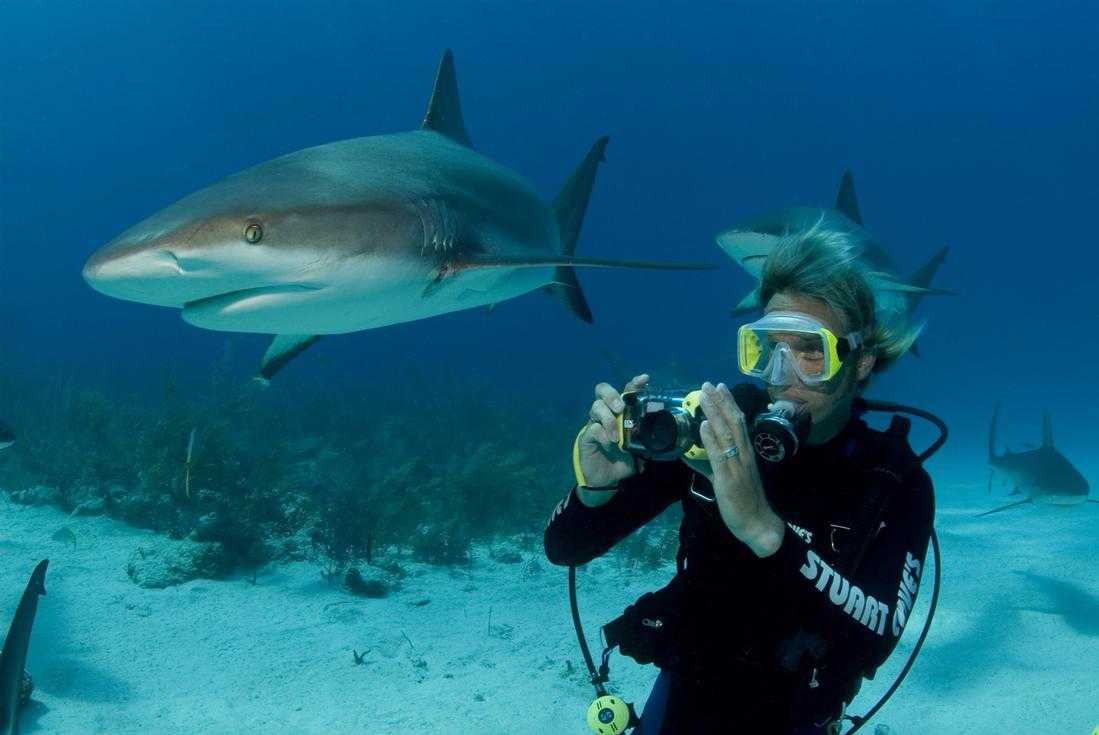 Two Tank Professional Shark Diving in Nassau – photo 2 of 3