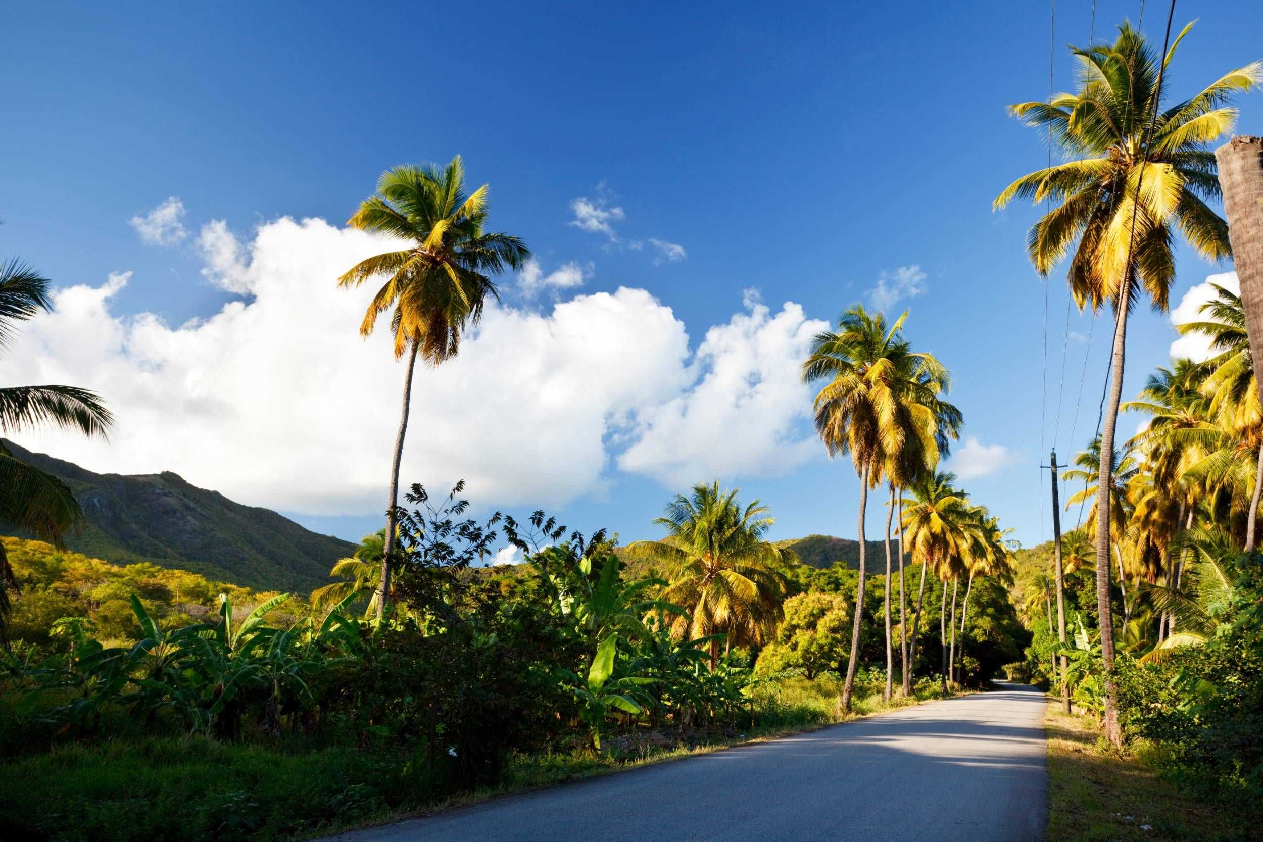 Palm-lined road winding through Antigua’s tropical landscape
