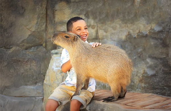 Capybara Meet & Greet