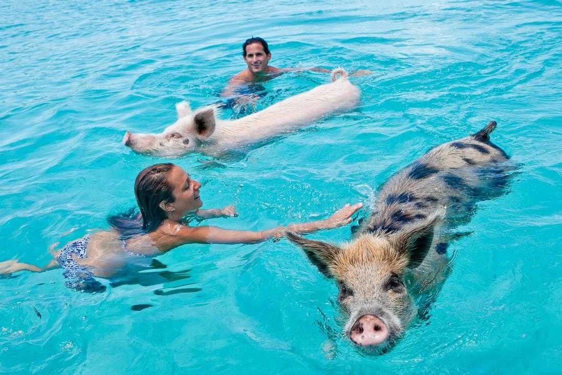 Exclusive Exuma Cays Swimming Pigs Adventure – photo 2 of 2