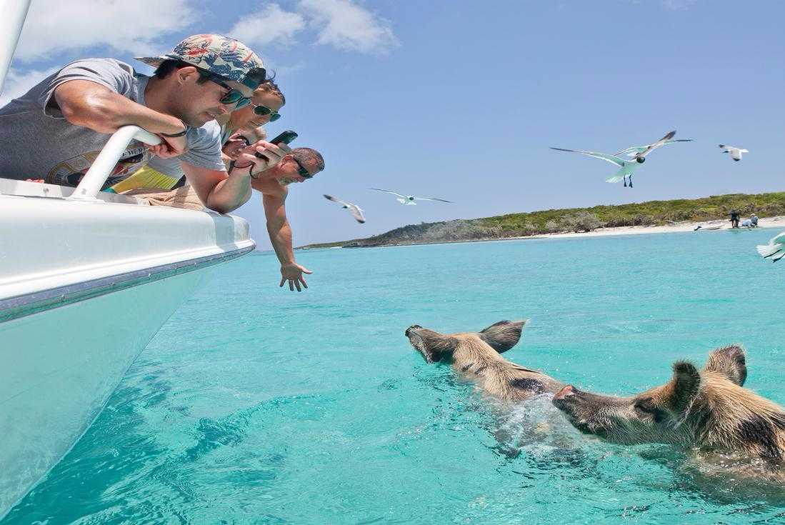 Exclusive Exuma Cays Swimming Pigs Adventure – photo 1 of 2