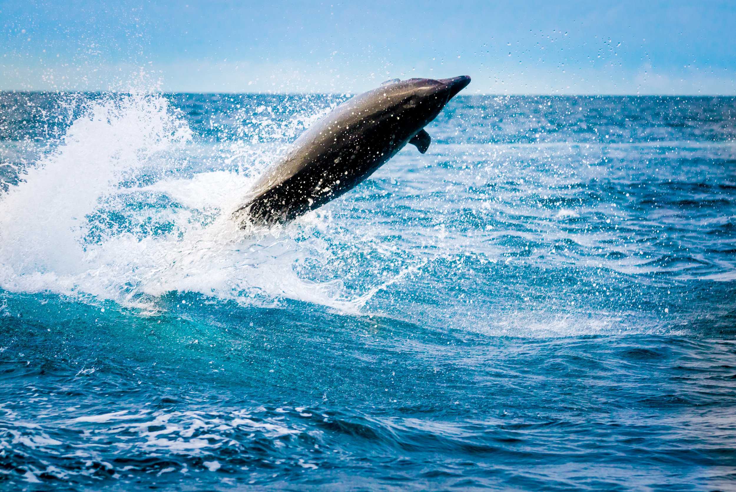 Whale and Dolphin Watching Experience – photo 1 of 3