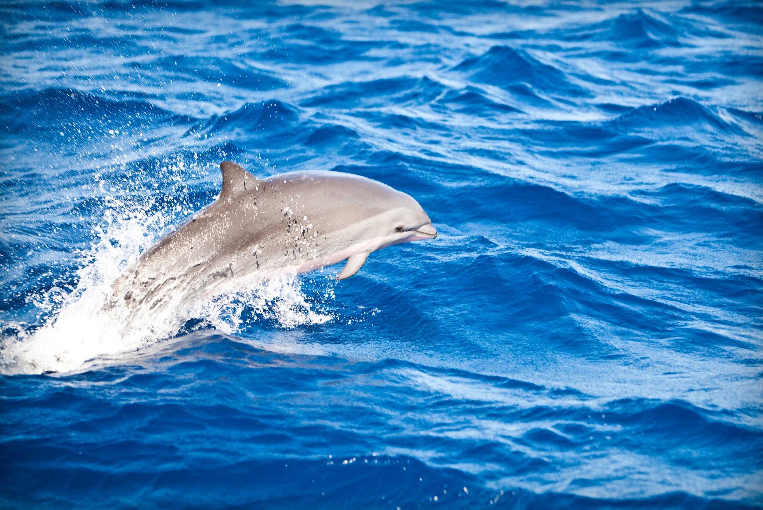 Whale and Dolphin Watching Experience – photo 2 of 3