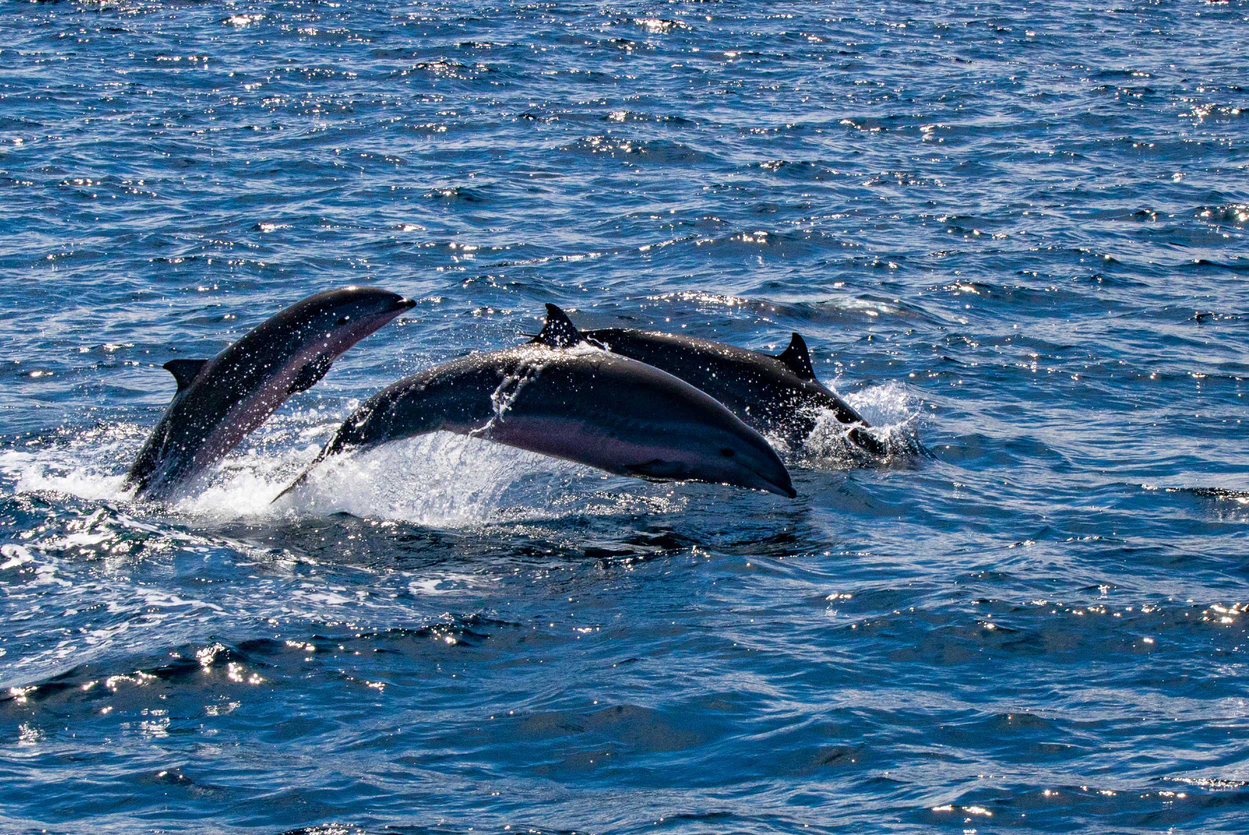 Whale and Dolphin Watching Experience – photo 3 of 3