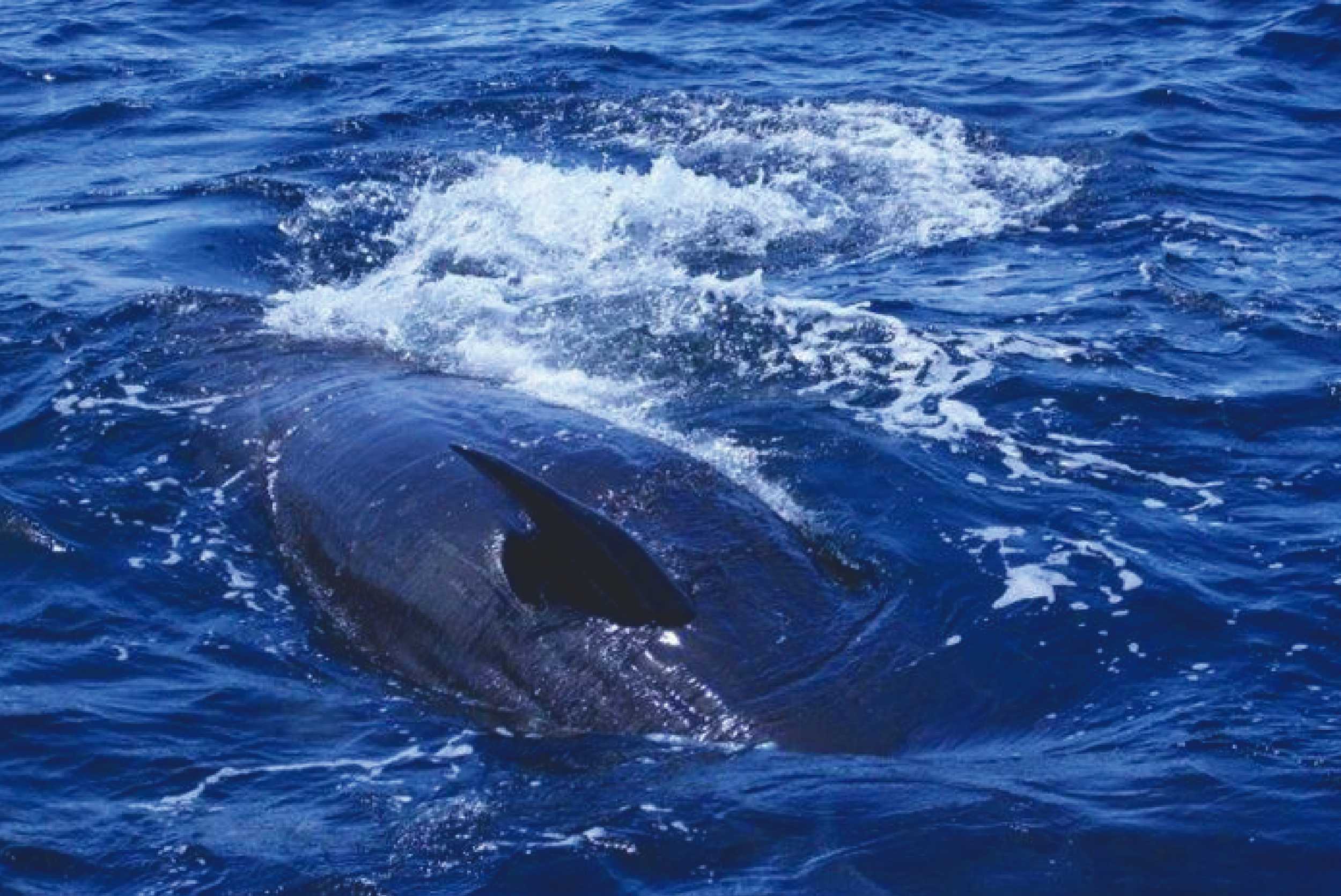 Private Whale & Dolphin Watching Experience St. Vincent & The Grenadines – photo 2 of 4