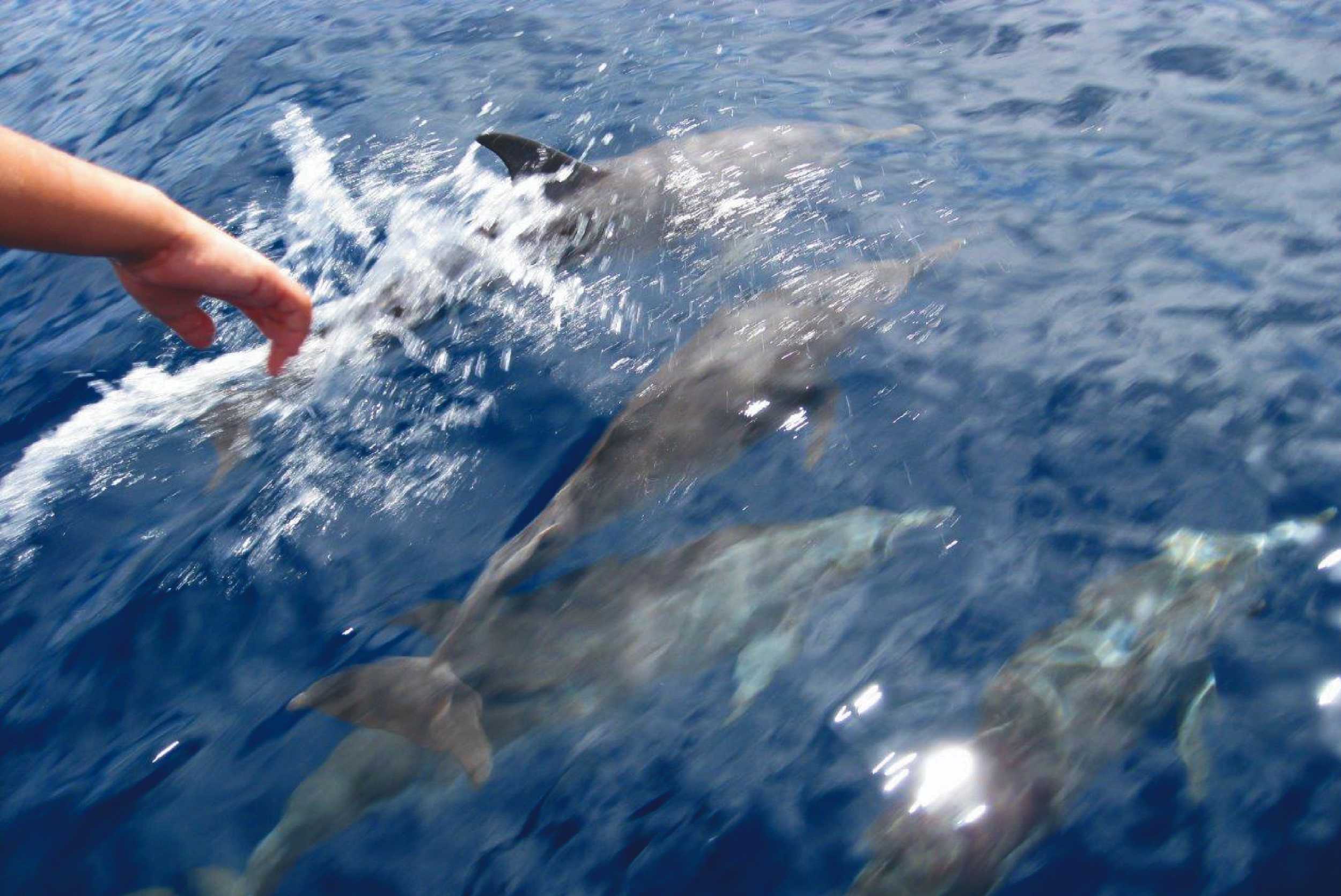 Private Whale & Dolphin Watching Experience St. Vincent & The Grenadines – photo 1 of 4