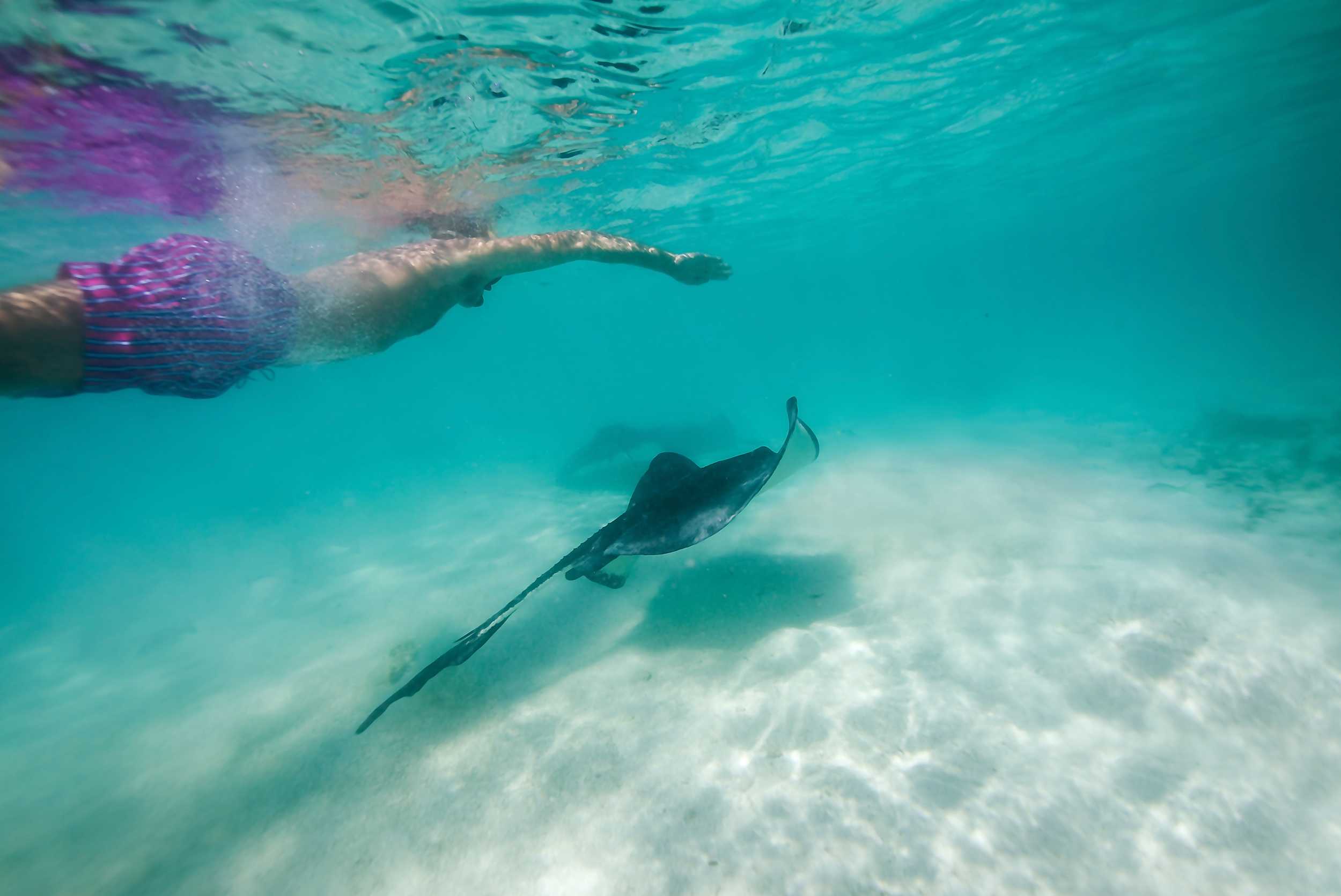 Antigua Speedboat & Stingray Experience – photo 4 of 6