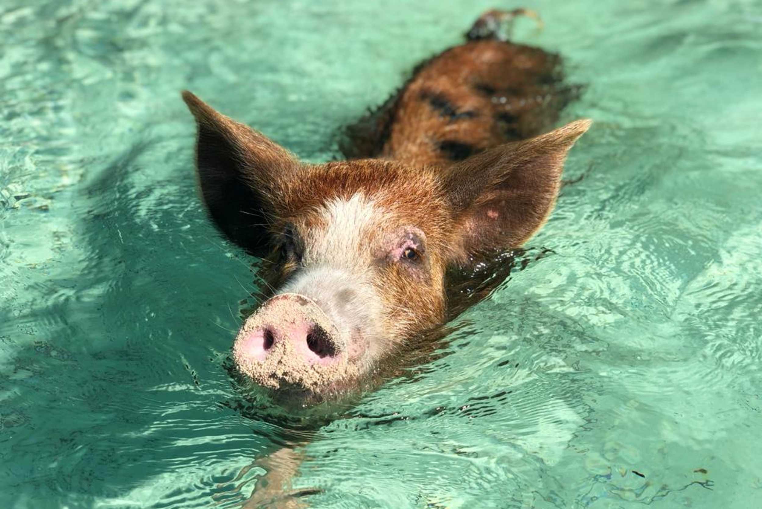 Private Rose Island Pig Interaction & Snorkeling Experience- 41ft Jalapeno-4 hrs (1- 19pax) – photo 1 of 6