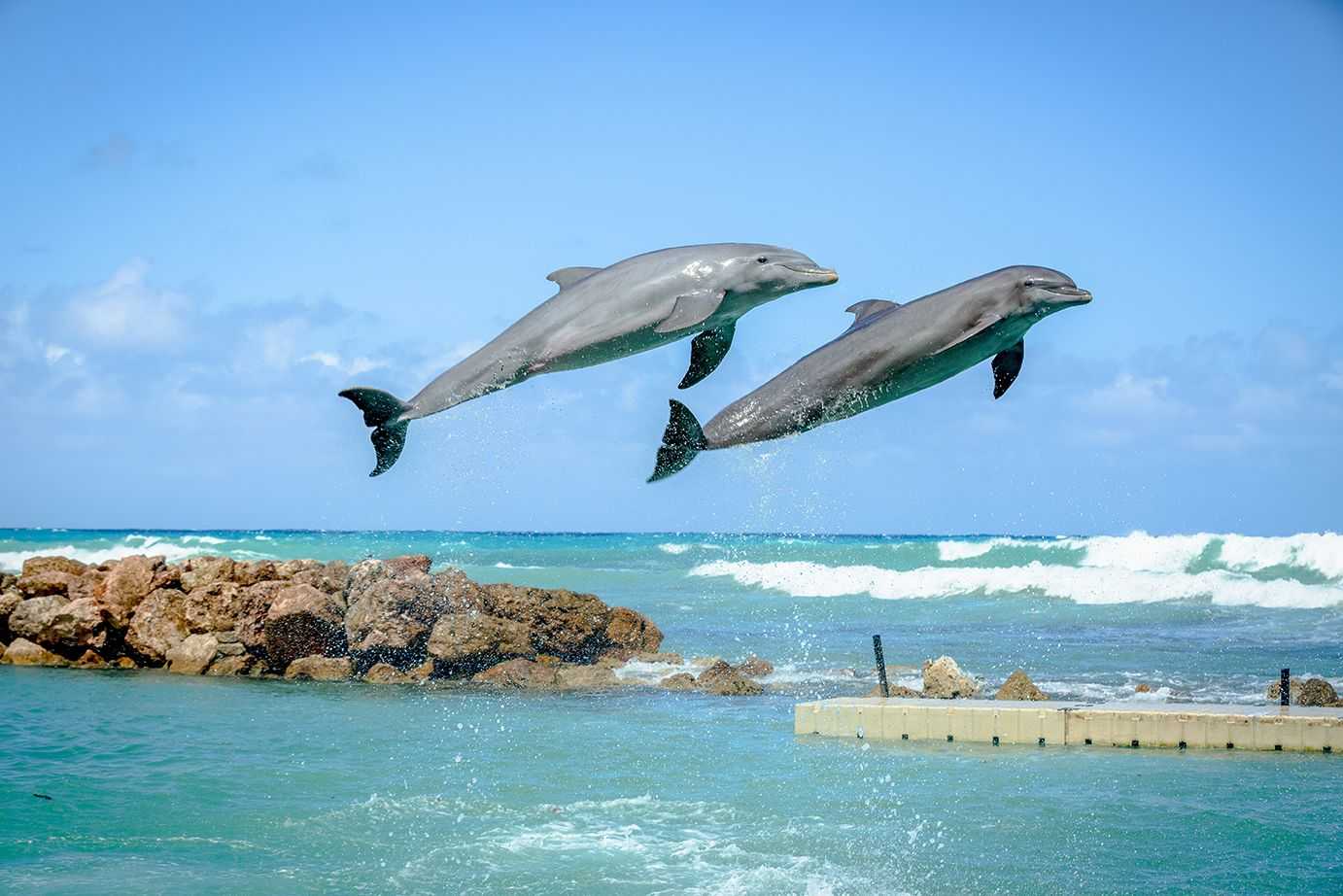 Dolphin Highlight and Stingray Experience Ocho Rios – photo 1 of 4