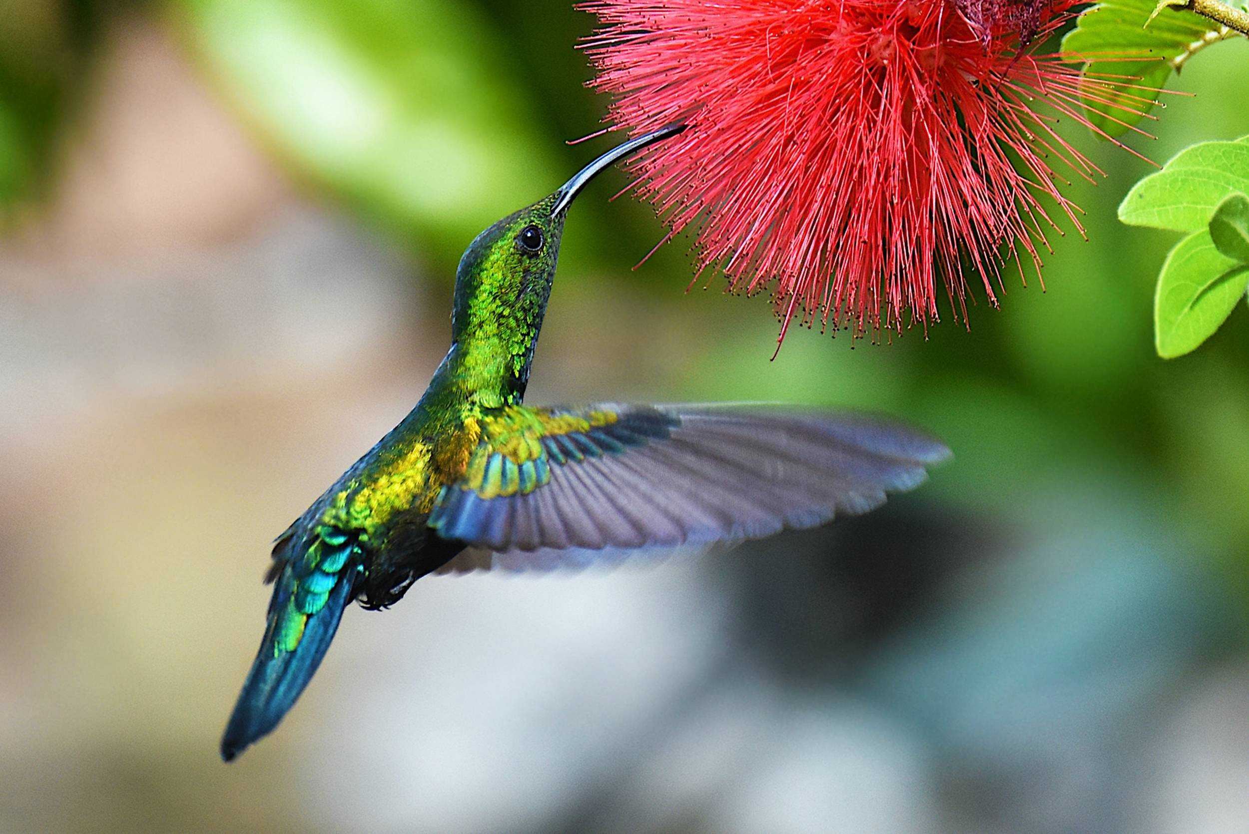 Barbados Bird Watching Experience – photo 1 of 8