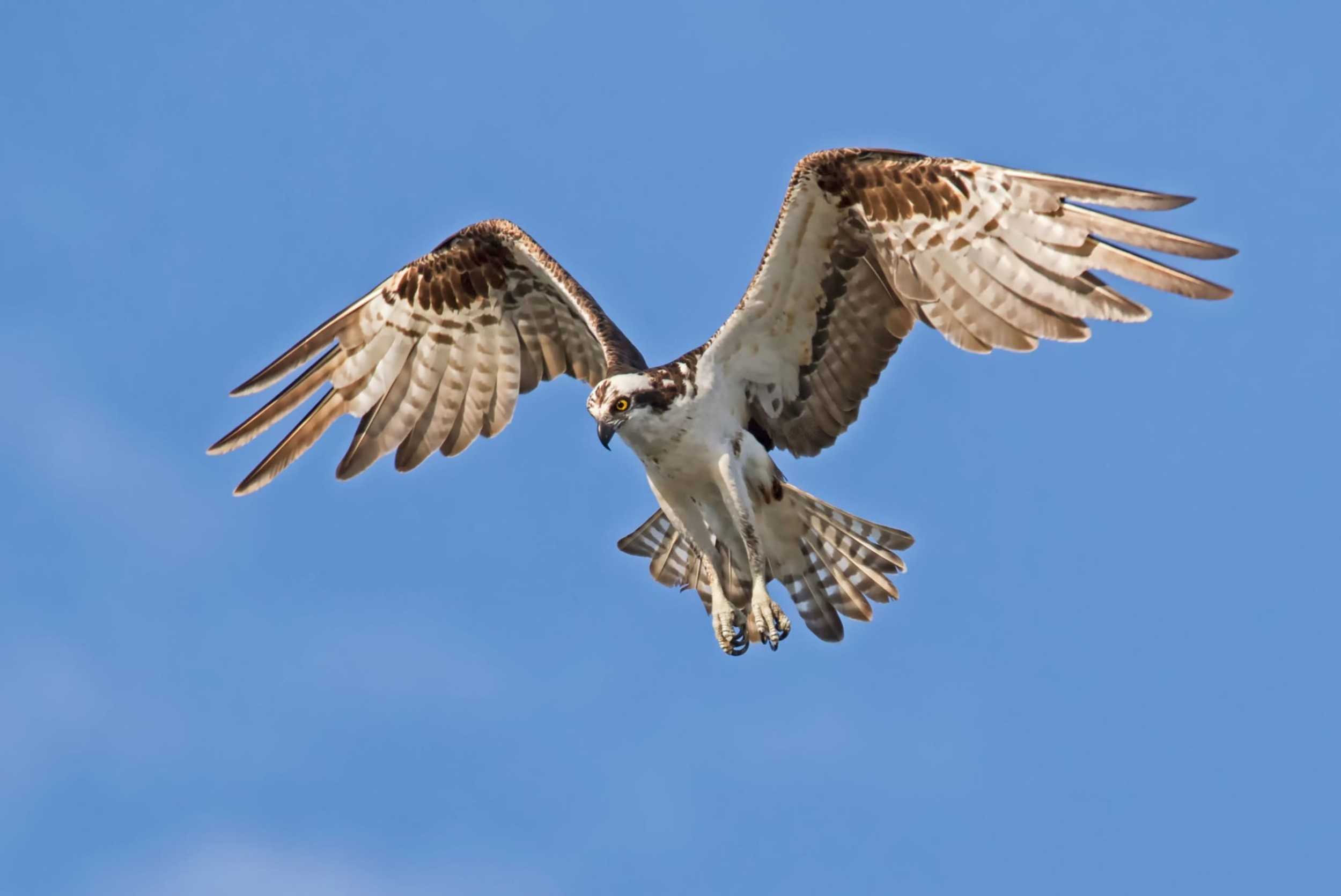 Barbados Bird Watching Experience – photo 2 of 8