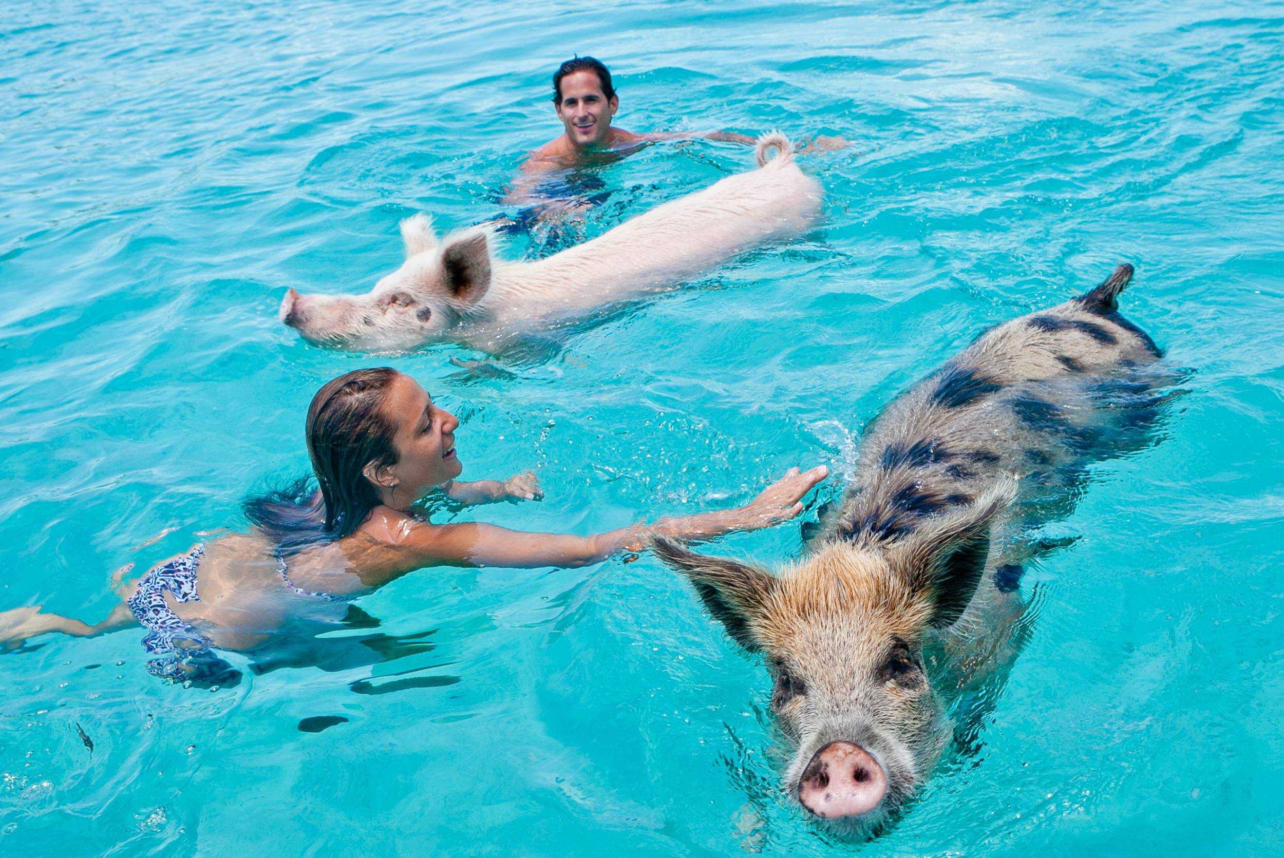 Exuma Swimming with the Pigs Powerboat Charter – photo 3 of 7