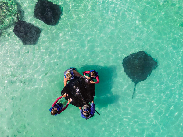 Stingray Encounter & Snorkel