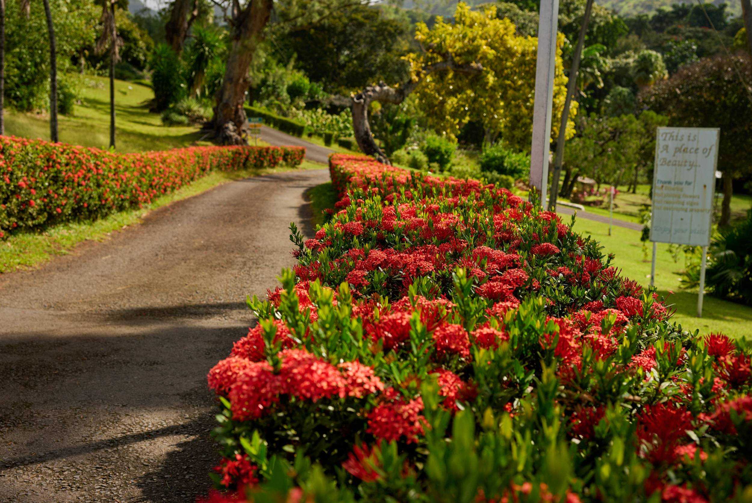Private Picnic Escape at Botanical Gardens – photo 3 of 6