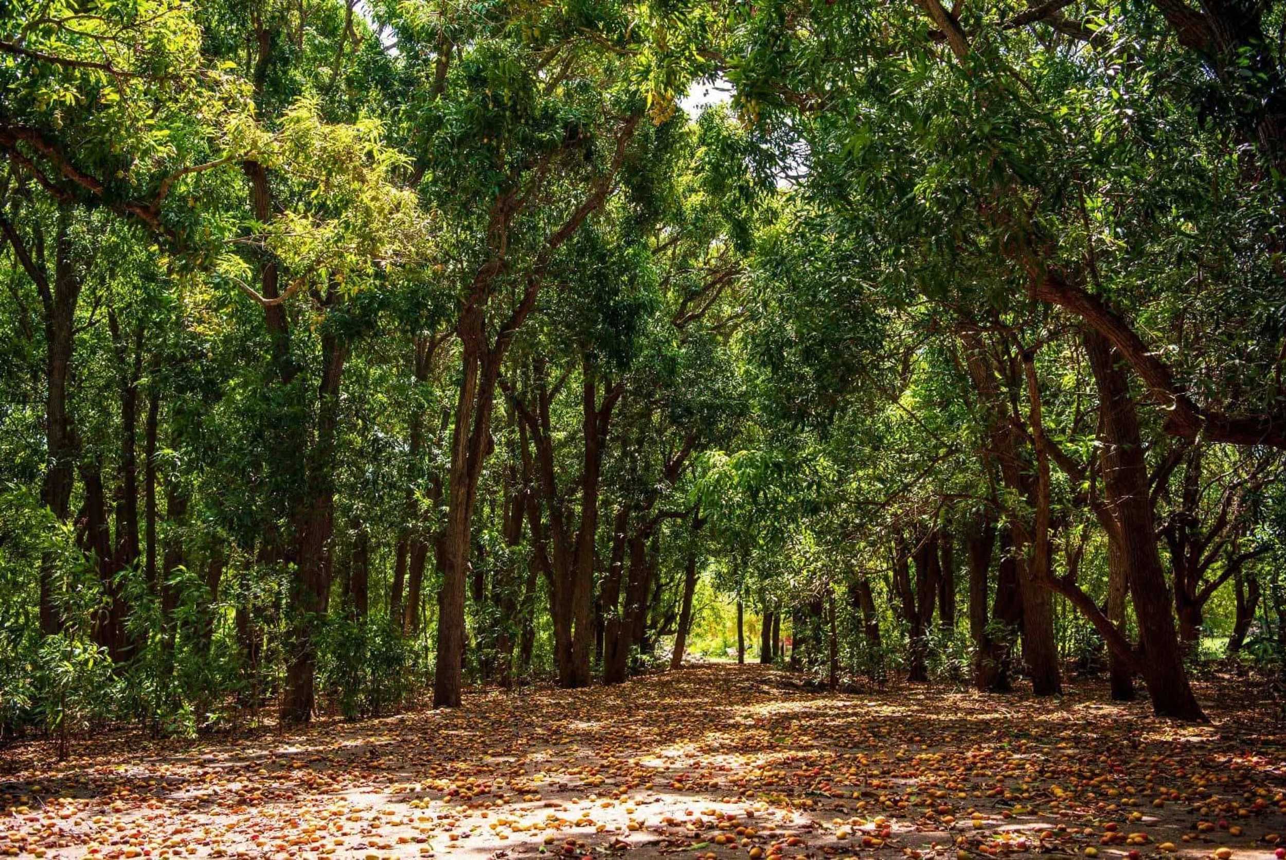 Hofi Mango Historical & Garden Experience – photo 4 of 23