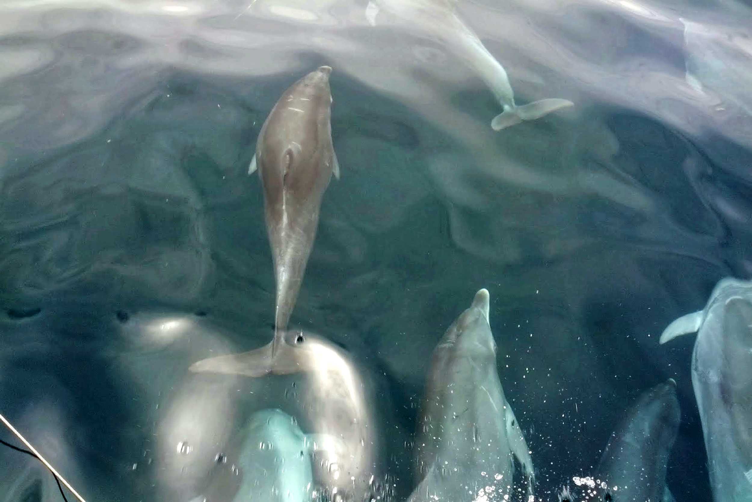 Whale and Dolphin Watching Experience St. Vincent and The Grenadines – photo 4 of 4