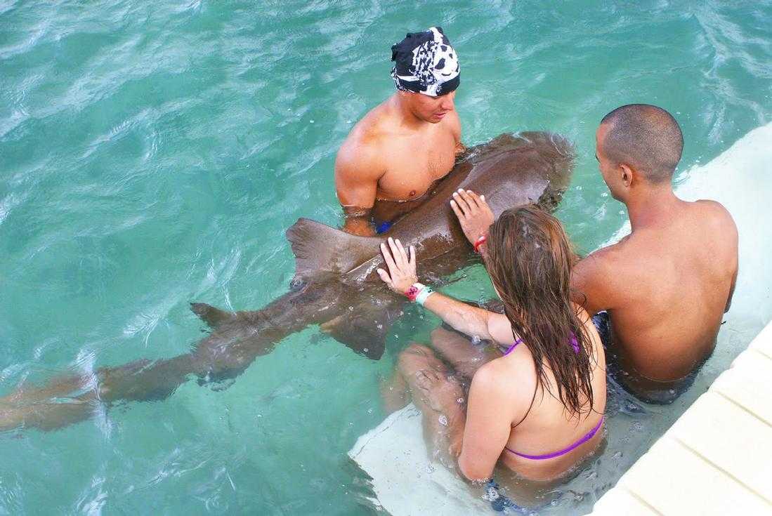 Shark Encounter Ocho Rios – photo 2 of 3